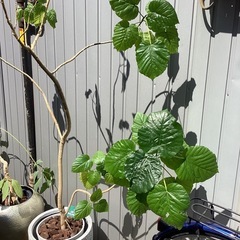 観葉植物 フィカス ウンベラータ 大 鉢付きの画像