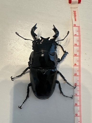 タランドゥスオオツヤクワガタ　即ブリペア