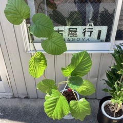 観葉植物 フィカス ウンベラータ 中 鉢付きの画像