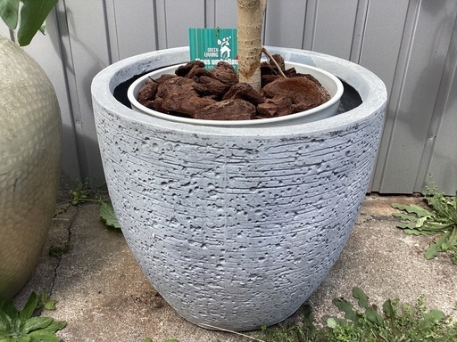 観葉植物 フィカス ウンベラータ 大 鉢付き