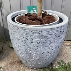 観葉植物 フィカス ウンベラータ 大 鉢付きの画像