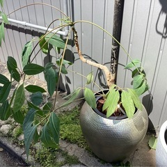 観葉植物 鉢付きの画像