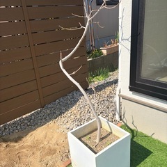 ウンベラータ　観葉植物　大型　鉢　おしゃれの画像