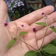 千日小鈴（アルテルナンテラ）の画像