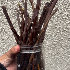 ドーフィン 細め 挿し穂 画像全ての画像