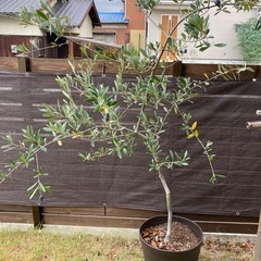 オリーブの画像