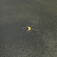 エレコム（ELECOM）のTVラック（テレビボード）「PDR-WH850 BK」 の画像