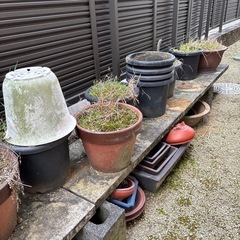 鉢　大量の画像