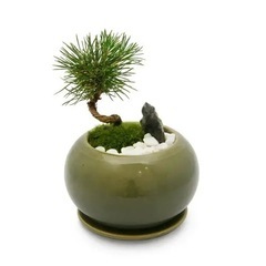 黒松 苗 1本の画像