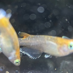 メダカ　鏡花菊　オス1メス3の画像