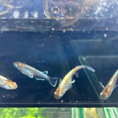メダカ　鏡花菊　オス1メス3の画像