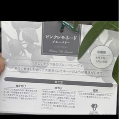 ブルーベリー　ピンクレモネード
の画像