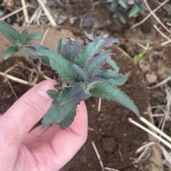 モナルダ　紫の画像