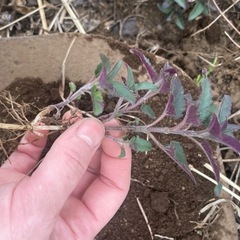 モナルダ　紫の画像