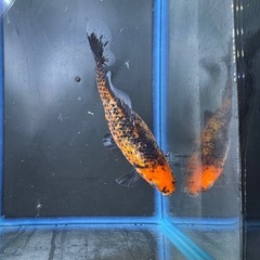 墨和金 銀鱗墨和金 変わり和金 金魚 ⑤の画像