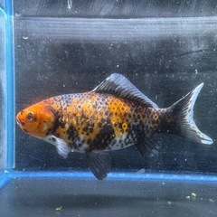 墨和金 銀鱗墨和金 変わり和金 金魚 ⑤の画像