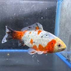 墨和金 銀鱗墨和金 変わり和金 金魚 ⑥の画像