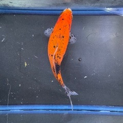 墨和金 銀鱗墨和金 変わり和金 金魚 ⑦の画像