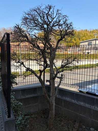 紅葉の木 紅葉の木の写真 - 高品質な写真を無料でダウンロード | Magnific（旧 