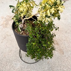 シェフレラ　ジェニーネ/フィカス　シャングリラ　寄せ植えの画像