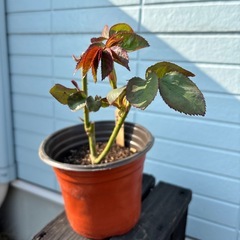 キッス　バラ苗の画像