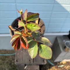 キッス　バラ苗の画像