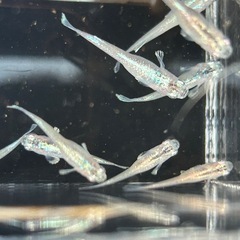 メダカ　紫延　12匹の画像