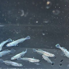 メダカ　紫延　12匹の画像