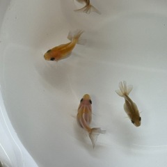 金魚 ローズテールオランダ 稚魚 5匹の画像