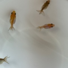 金魚 ローズテールオランダ 稚魚 5匹の画像