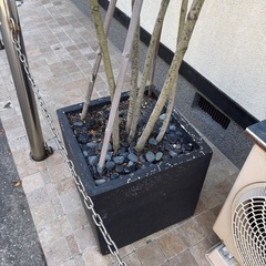 シマトネリコ　大型鉢植え　現状渡しの画像