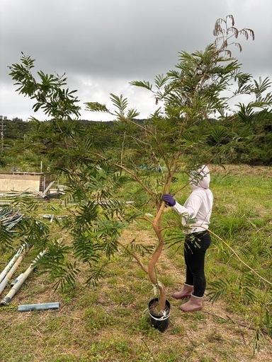 観葉植物?エバフレッシュ