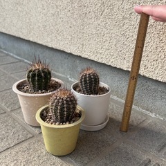 サボテン🌵3個セット
の画像