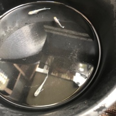 メダカ　エメキン選別外　3匹の画像