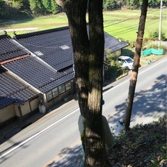 特殊伐採