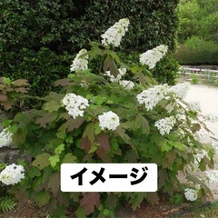 カシワバアジサイ　鉢植えの画像