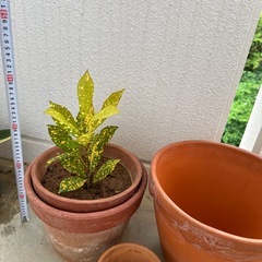 陶器鉢　素焼き鉢　観葉植物　クロトンの画像
