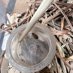 【引き取り限定】デュビア（サイズ混合／大量）の画像