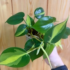 フィロデンドロンブラジル挿し木の画像