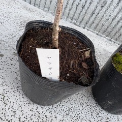 ヤマザクラ苗木②の画像