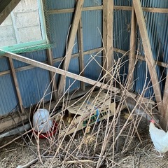 無限‼︎鶏糞の画像