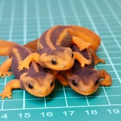 その11　アメイロイボイモリ　幼体3匹セット　訳あり 2025年自家繁殖個体の画像