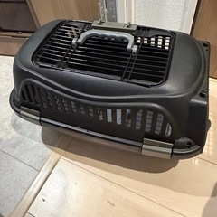 子猫セットの画像