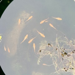 20匹1000円　ブランドメダカ　MIX 稚魚ミジンコウキクサ付き！の画像