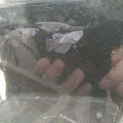 メダカミッドナイトフリルいろいろ20匹の画像