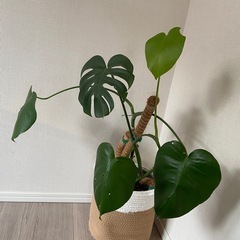 モンステラ 中型 観葉植物 インテリア グリーン 室内植物の画像