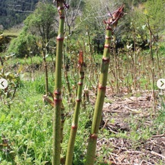 イタドリ生えてきたらお譲り頂けないでしょうか？