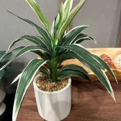 フェイクグリーンの画像