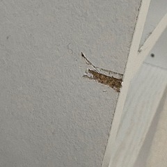 カラーボックス   一人暮らし 白 3~4段の画像