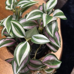 フェイクグリーングリーンの画像